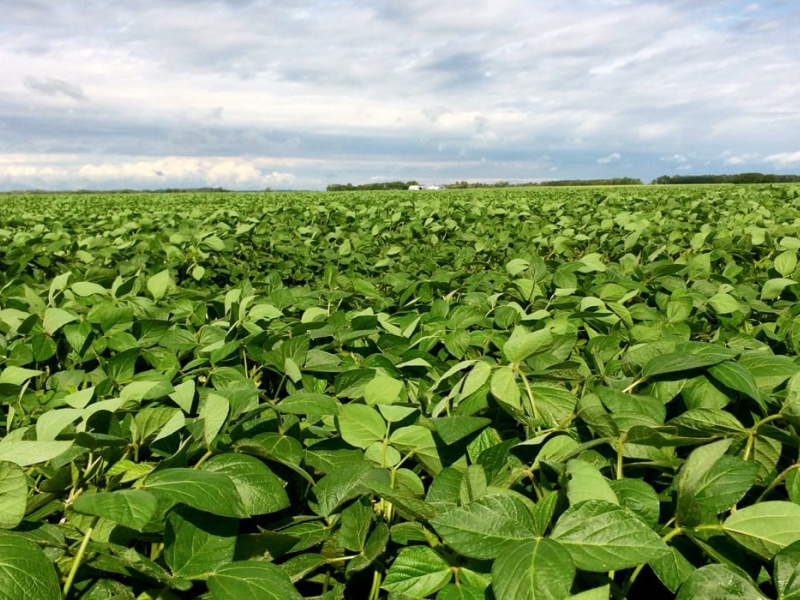 soybean field