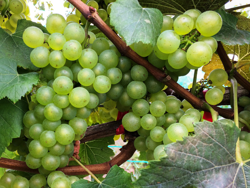 Grapes on the vine