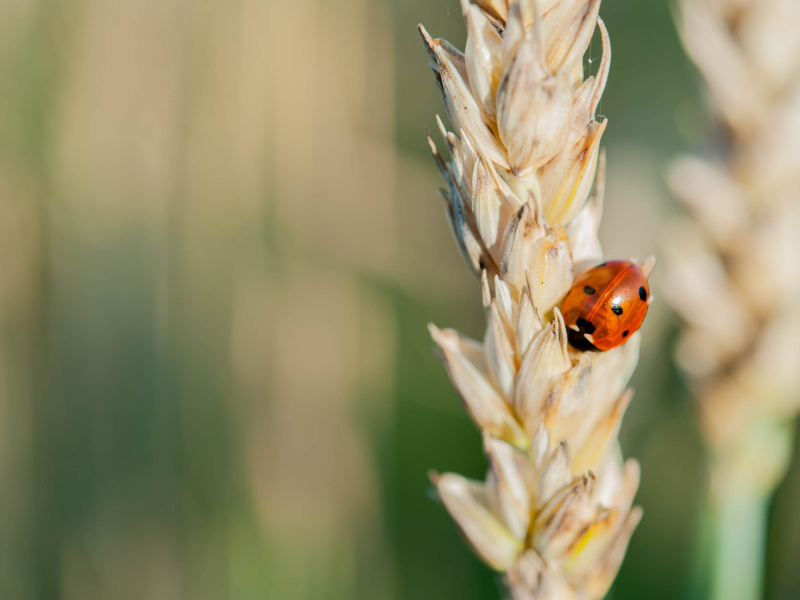 Ladybug