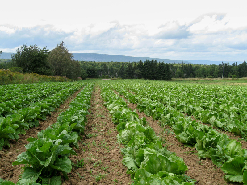 field crop