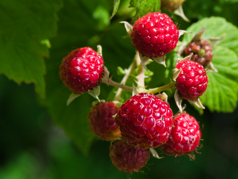 Raspberries on vine