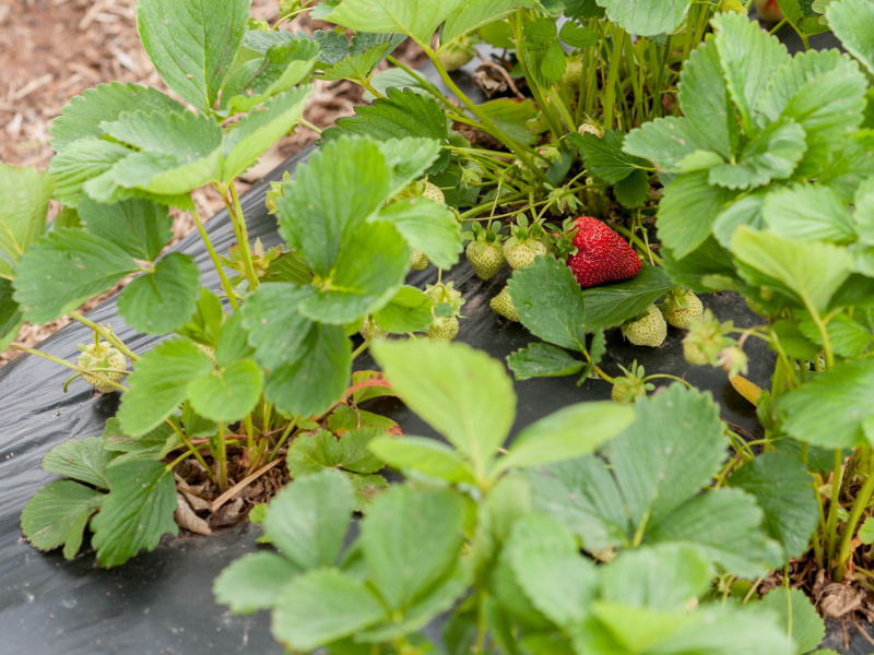 Strawberry Plant