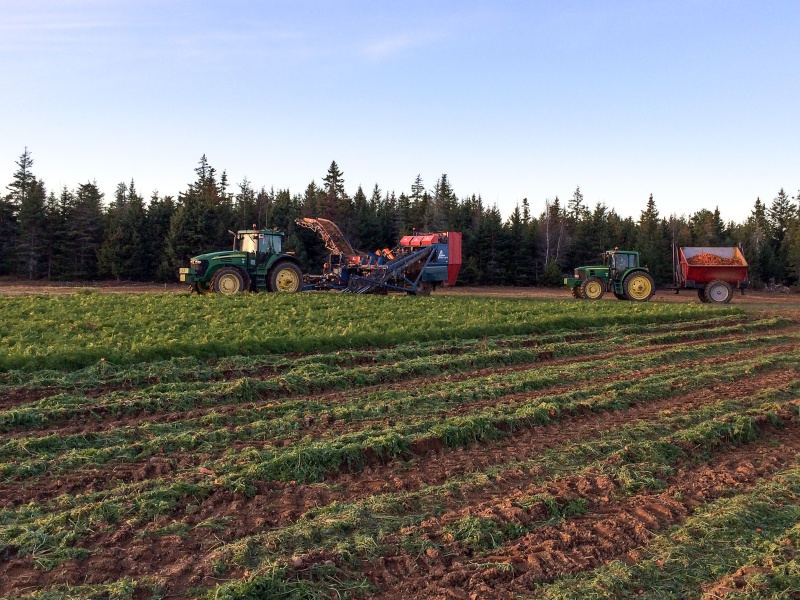 Processing Carrots