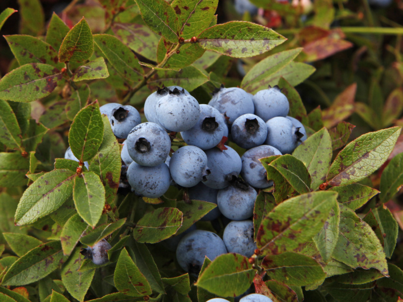 Blueberries