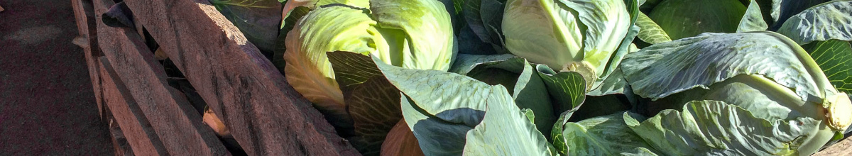 Bin of cabbage