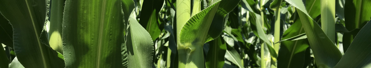 Corn