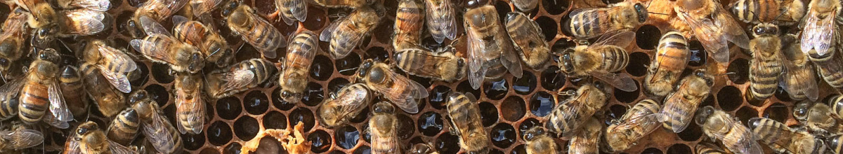 Bees