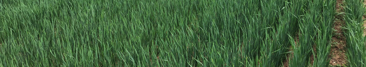 Spring grain