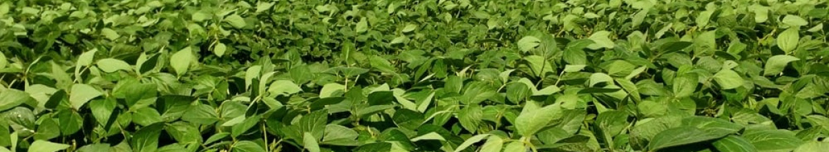 soybean field