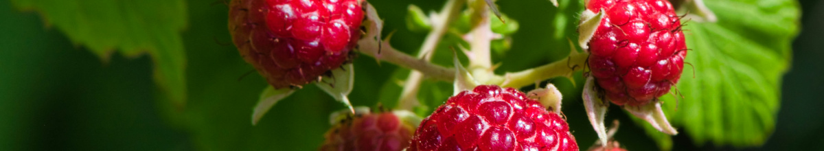 Raspberries on vine