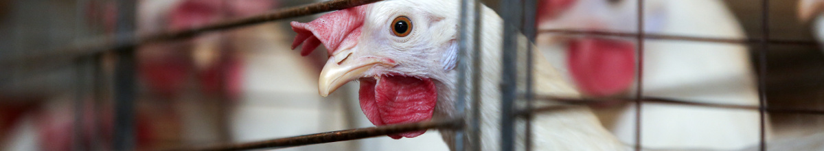 Chicken Barn