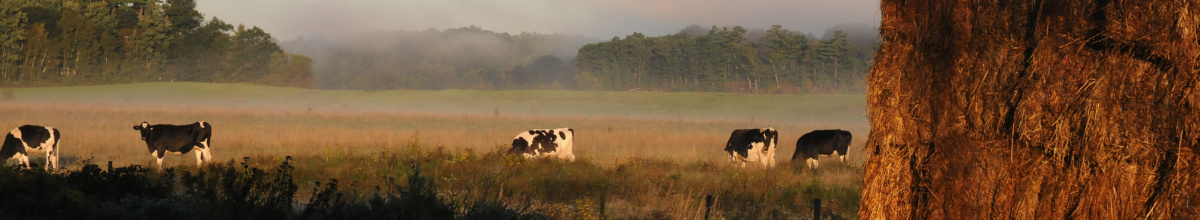 Dairy cows