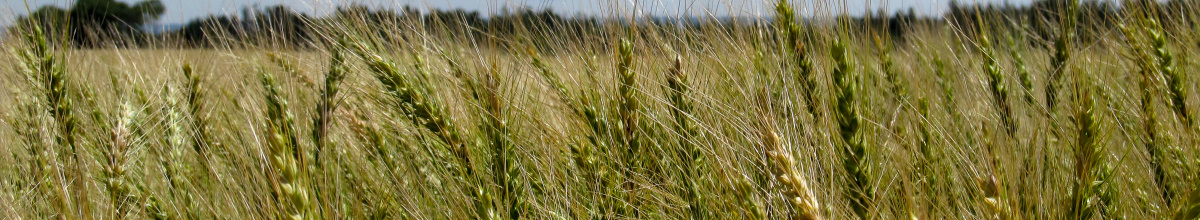 Field of wheat