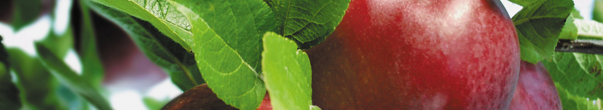Apple tree