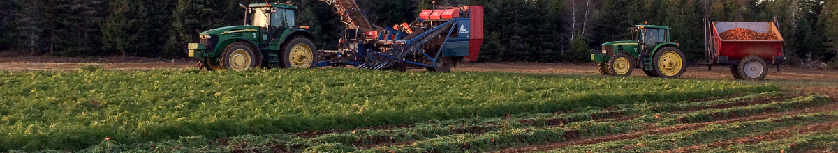 Processing Carrots