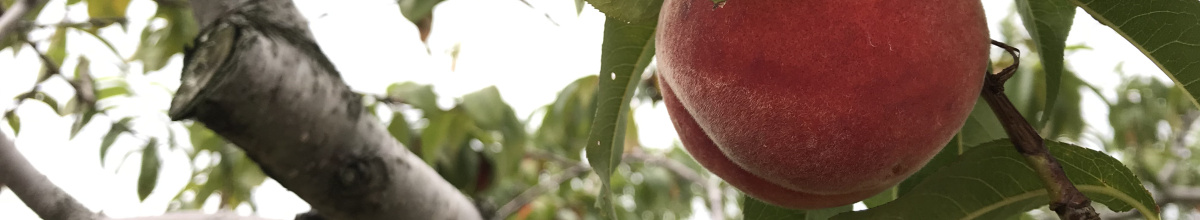 Peach