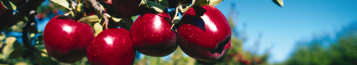 Apples