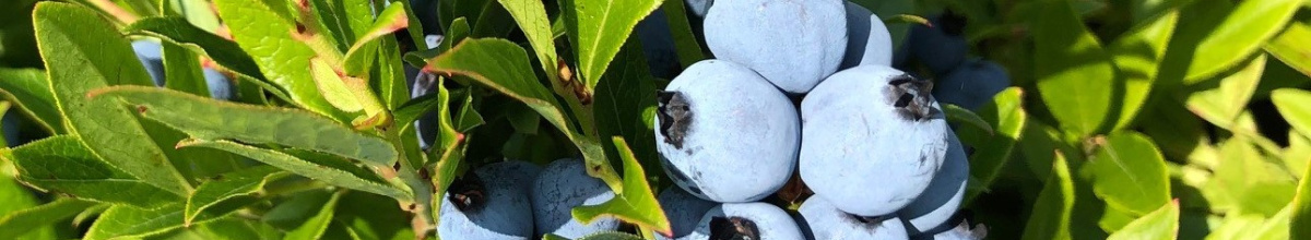 Blueberry 