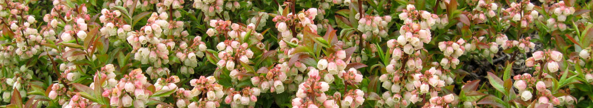 Blueberry bloom